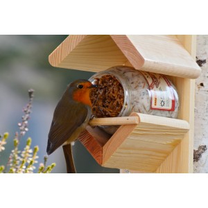 Rotkehlchen an Futterstelle mit Mehlwürmern in Fett (240g) für Wildvögel.