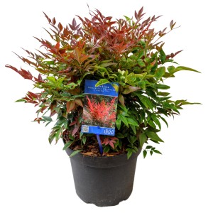 Himmelsbambus "Obsessed Seika" Höhe ca. 10-20 cm Topf ca. 2 l Nandina domestica