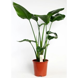 Strelitzie (Strelitzia nicolai), ca. 90-100 cm hoch, im braunen Topf. Dekorative Grünpflanze.