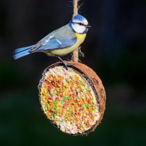 Blaumeise frisst von gefüllter Kokosnusshälfte. Vogel-Ergänzungsfutter zum Aufhängen für Wildvögel im Garten.