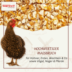 Braunes Huhn vor gelbem Supravit Maisbruch. Energiereiches Futter für Hühner, Geflügel, Kaninchen, Pferde.