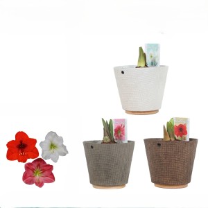 Amaryllis im Keramiktopf "Charta" Auswahl Topf-Ø ca. 12 cm Hippeastrum