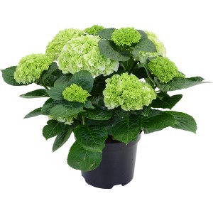 Bauernhortensie Weiß Höhe ca. 45 cm Topf ca. 5 l Hydrangea Macrophylla
