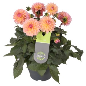 Dahlie 'Suniq' im Topf, Farbmix, ca. 23 cm Ø. Dekorative Stehpflanze für Garten, Balkon oder Terrasse.