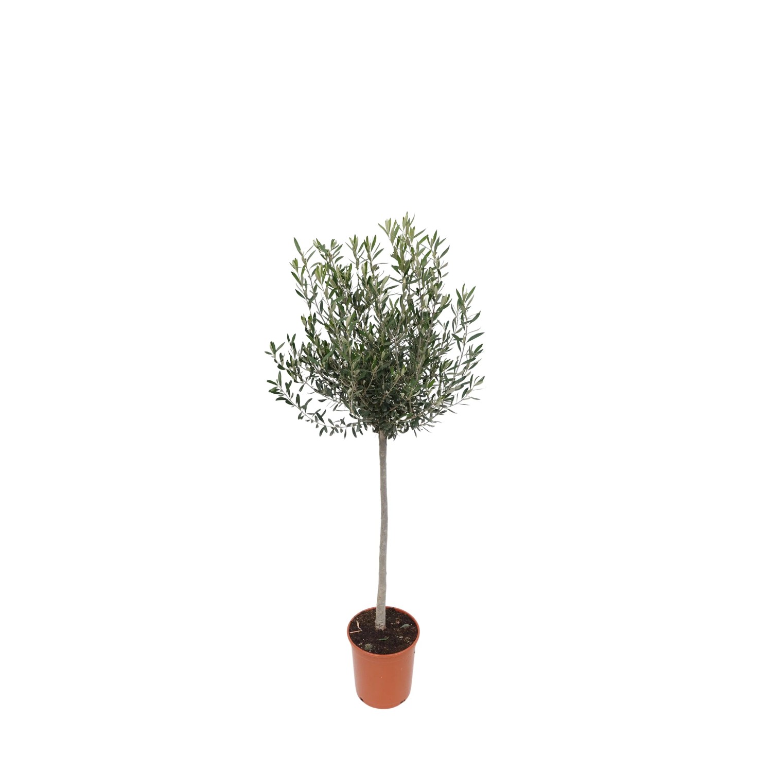 aural plaque thuja Thuja o 'Planet Earth' #5 at SPROUT HOME