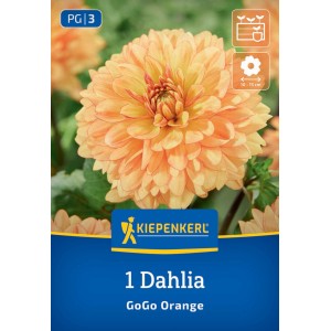 Kiepenkerl Blumenzwiebeln Beet- & Kübel-Dahlie Go Go Orange