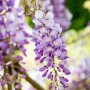 Blühender GROW by OBI Blauregen Mix mit violetten Blüten, ca. 80 cm hoch.