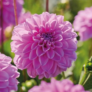 Nahaufnahme einer pinkfarbenen Dahlie "Pink Pop" von GROW by OBI, ca. 75 cm hoch.