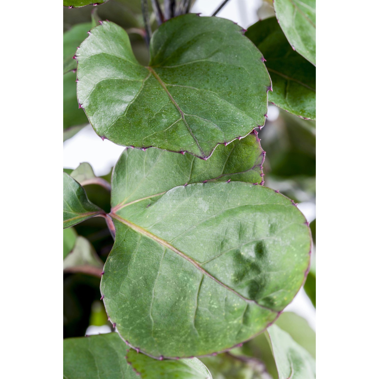 Nahaufnahme der grünen, runden Blätter der Fiederaralie 'Fabian' (Polyscias scutellaria).