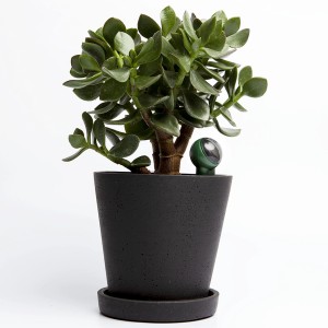 Fyta Beam Pflanzensensor im Topf mit Pflanze. Bodentest für optimale Pflanzenpflege.