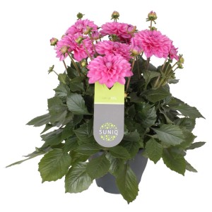 Rosa Dahlie "Suniq" im Topf, eine farbenfrohe Stehpflanze für Garten, Balkon oder Terrasse.