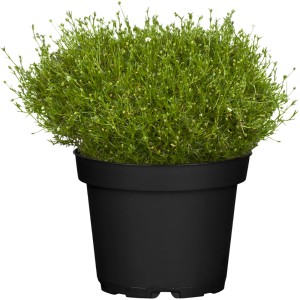 GROW by OBI Sternmoos ca. 10 - 20 cm Sagina subulata