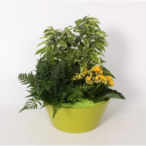 Blüh- und Grünpflanzen Arrangement im Topf (Ø 22cm) mit Kalanchoe, Farn und Birkenfeige in farbigem Keramik-Gefäß.