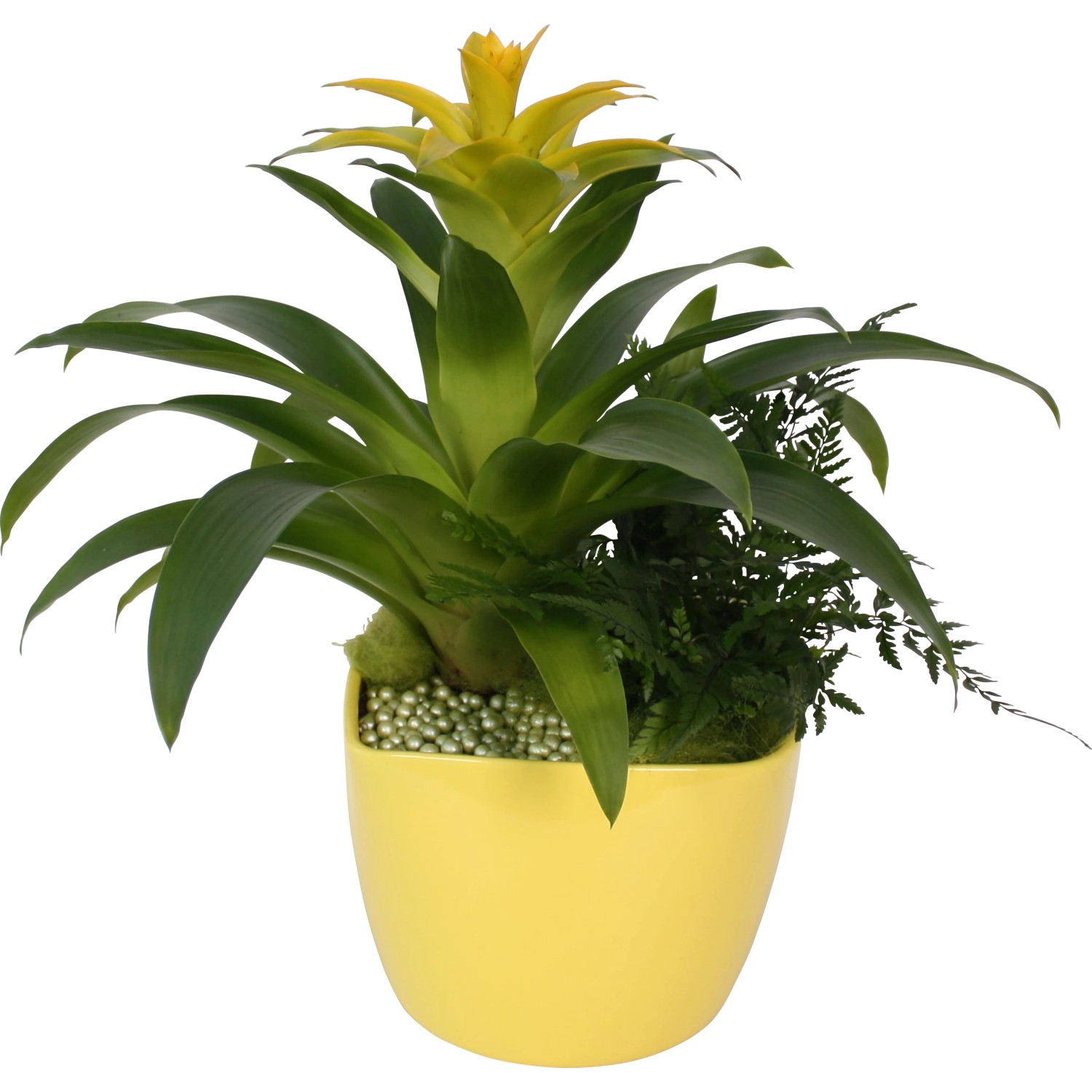 Arrangement Bromelie in gelber Keramik Topf - ca. 18 cm kaufen bei OBI