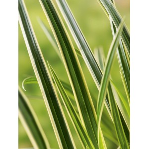 Detailaufnahme der Japan-Segge Ice Dance (Carex morrowii) mit grün-weißen Blättern.