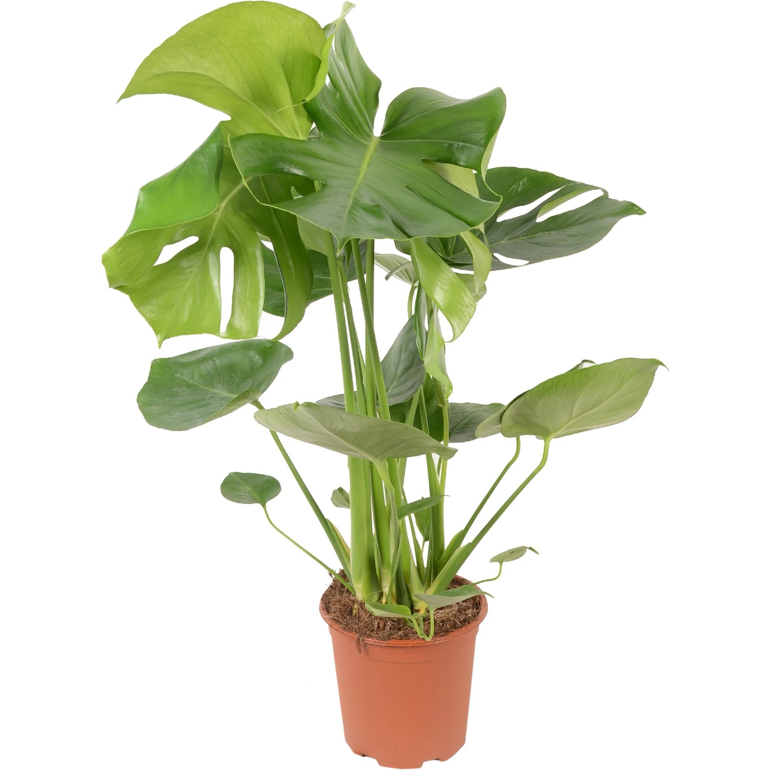 monstera obliqua yasuni Monstera Obliqua Yasuni