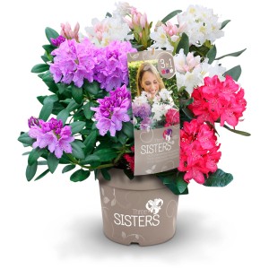 Dreifarbiger Rhododendron Three Sisters im Topf mit lila, roten und weißen Blüten.