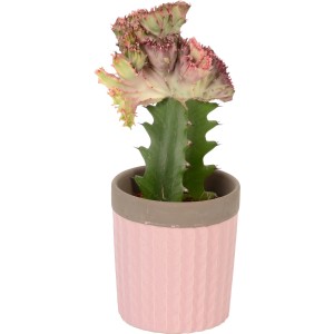 Korallen-Wolfsmilch Arrangement im rosa Topf, ca. 8 cm Ø. Sukkulente für Innen.