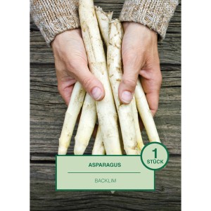 Hände halten weißen Asparagus Blacklim. Ideal zum Pflanzen im Garten. Pflanzkartoffeln & Steckzwiebeln.
