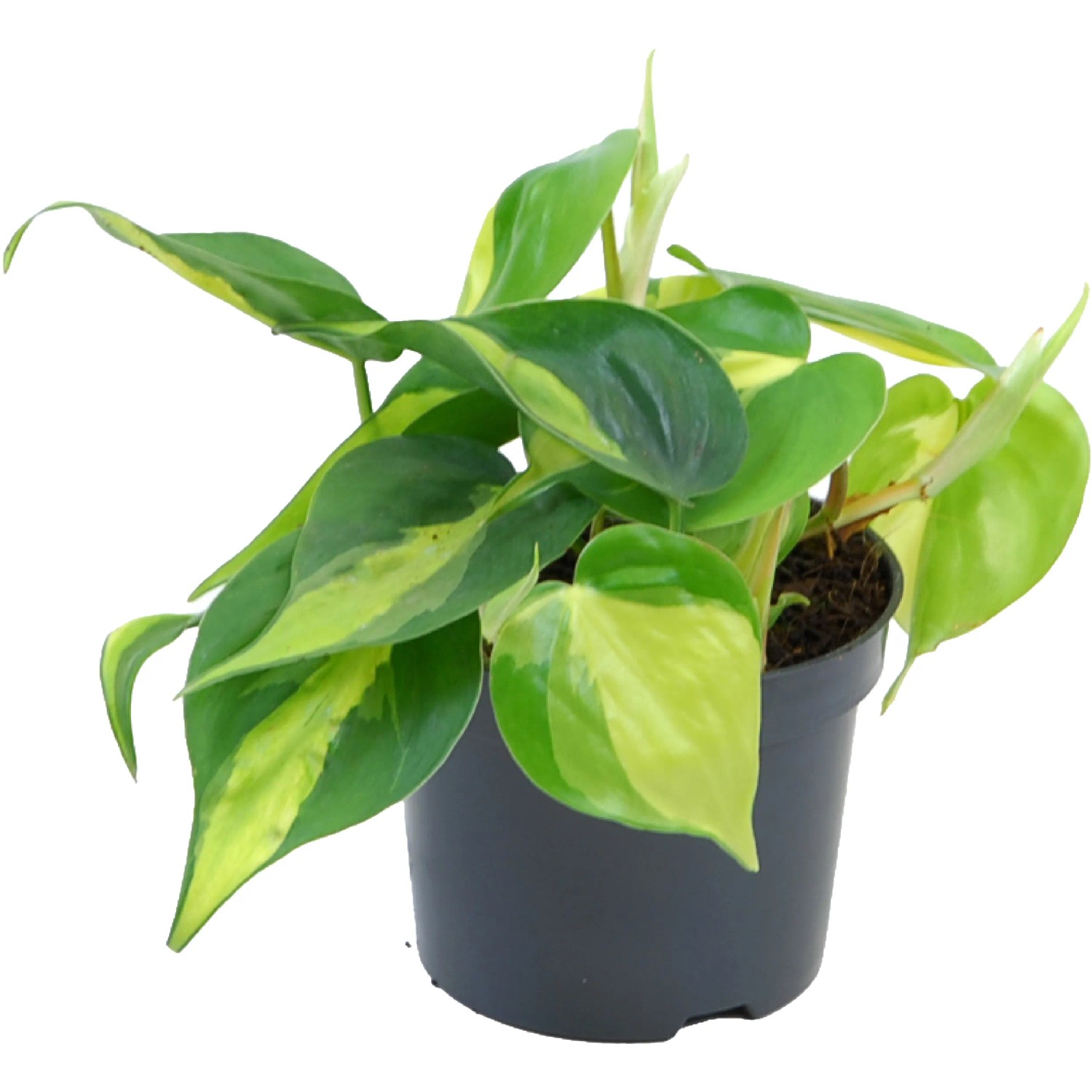 buy cactus online Buy Boxer Cactus Plant Online From Plant Orbit & Save Up TO 65%