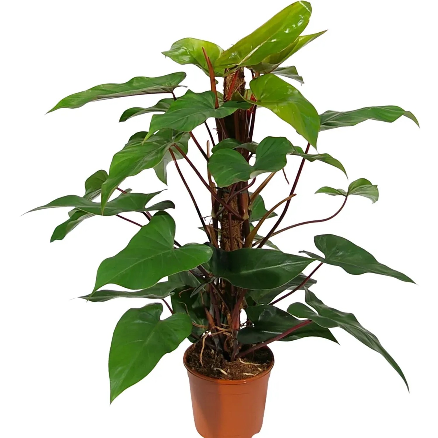 Baumfreund "Red Emerald" Hhe ca. 75 cm Topf- ca. 19 cm Philodendron  erubescens kaufen bei OBI