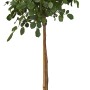 Halbstammrose im Topf, ca. 50-60 cm hoch, mit gelben Blüten und grünen Blättern.