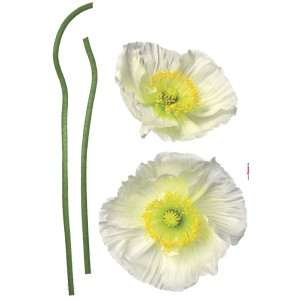 Komar Deko-Sticker Pavot Blanc: Wandtattoo mit weißen Mohnblumen und grünen Stielen.