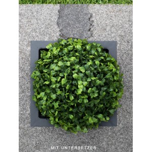 Pflanzwerk Untersetzer 2er-Set unter Pflanzkübel mit grüner Pflanze.