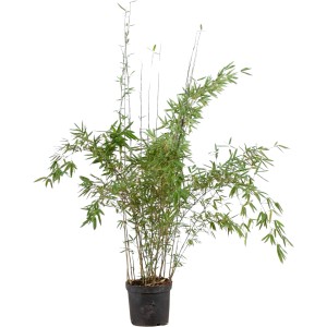 Schirmbambus Fargesia rufa, ca. 175-200 cm hoch, im Topf. Ideal als Sichtschutz.