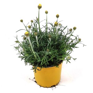 Marokkanische Gänseblümchen im Topf, gelb, ca. Ø 13 cm, Rhodanthemum hos.