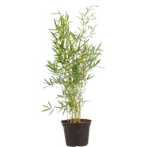 Gartenbambus "Campbell" Set à 80 Stück Höhe ca. 60 - 80 cm Fargesia robusta