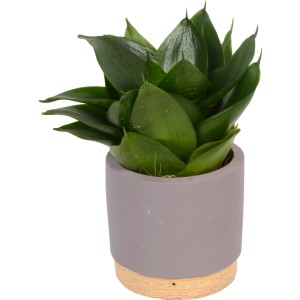 Sukkulente im violetten Keramiktopf (Ø 10cm) als Zimmerpflanze.