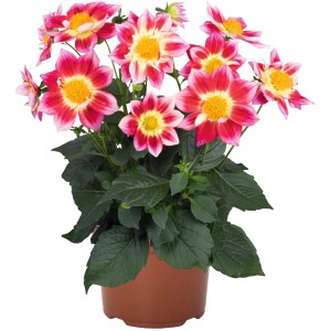 Dahlie Summer Bees im Topf, ca. 30-35 cm hoch, mit rot-weißen Blüten und gelber Mitte.