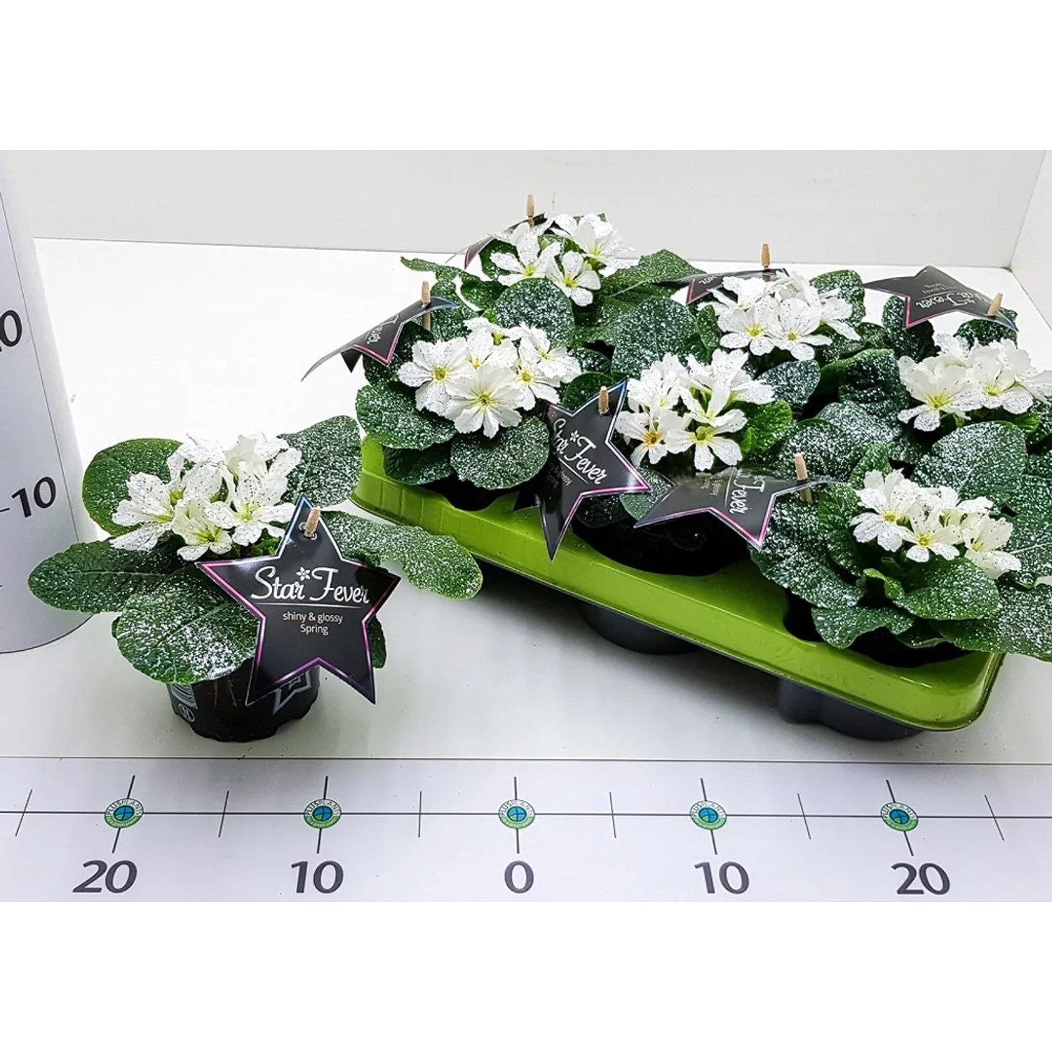 Geglitterte, weiße Stern-Primel Starfever im Topf, eine frühlingshafte Beet- und Balkonpflanze.