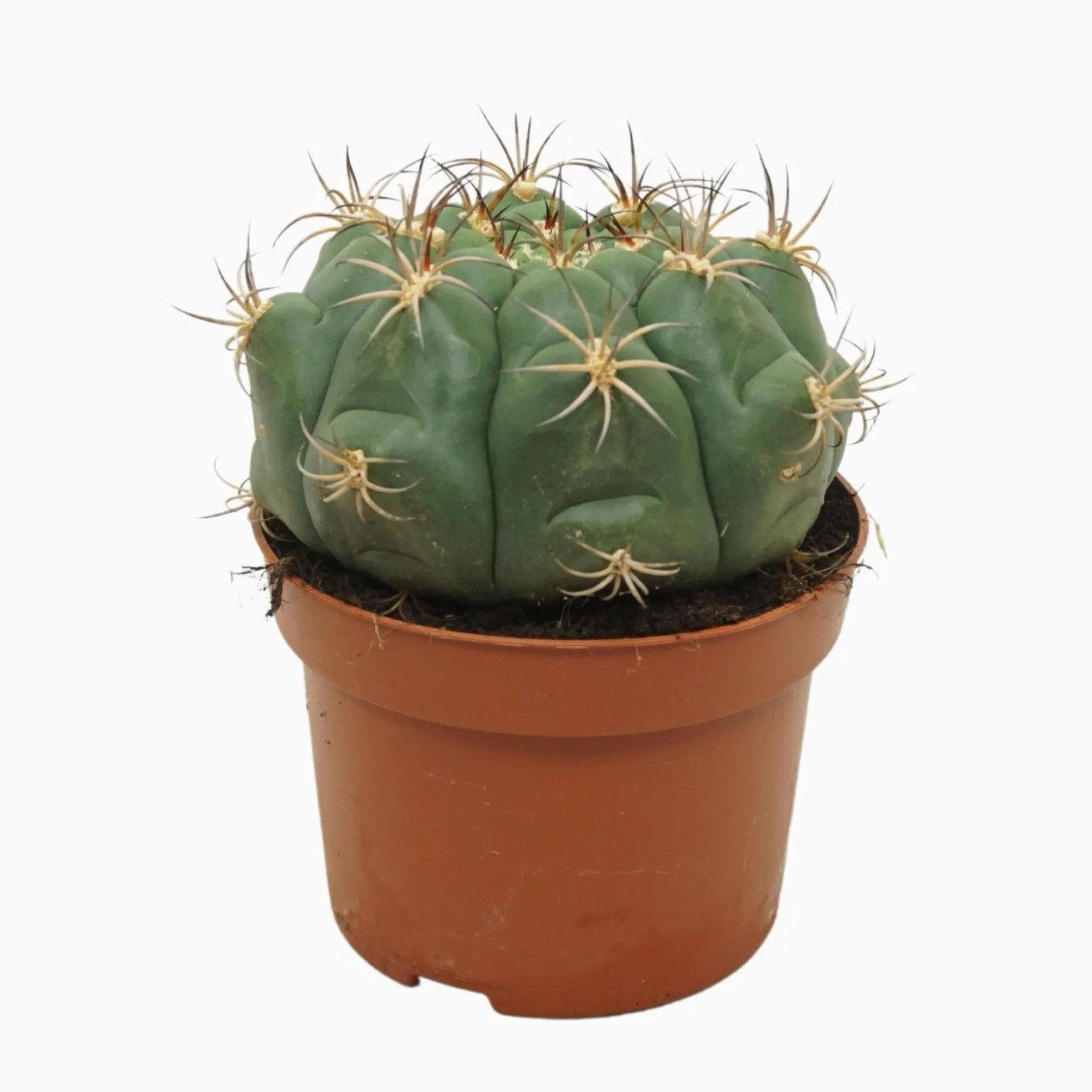 GROW by OBI Kaktus Sortenauswahl Topf- ca. 13 cm kaufen bei OBI
