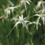 Sternentänzer-Gras (Dichromena colorata) im Topf, weiße Hochblätter, grüne Halme. Teichpflanze für sonnigen Standort.