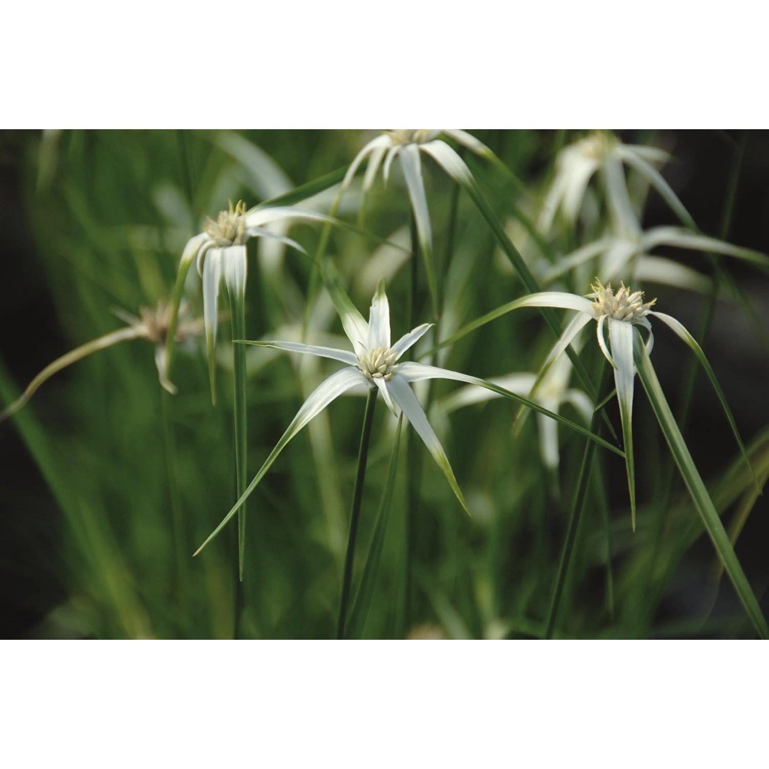 Sternentänzer-Gras (Dichromena colorata) im Topf, weiße Hochblätter, grüne Halme. Teichpflanze für sonnigen Standort.