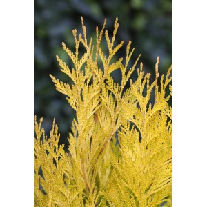 Nahaufnahme: Gelber Riesen-Lebensbaum '4ever Goldy' von GROW by OBI. Goldgelbes Nadelgehölz.