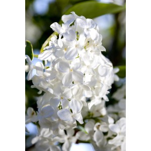 Nahaufnahme der weißen Blüten des OBI Edelflieder "Mme Lemoine".