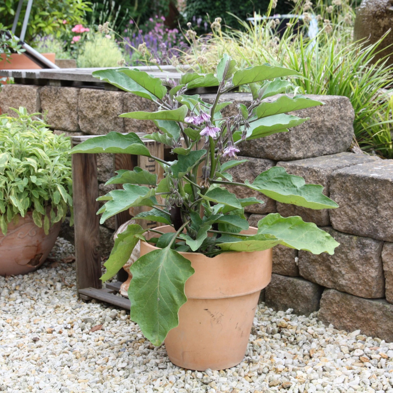 Blu Aubergine Bio Topf- ca. 12 cm kaufen bei OBI