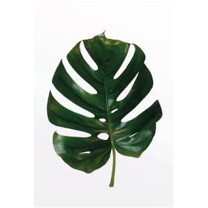 Komar Wandbild Monstera Leaf 50 x 70 cm