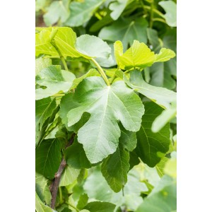Echte Feige (Ficus carica) mit grünen Blättern, ca. 50-60 cm hoch im 10 l Topf.
