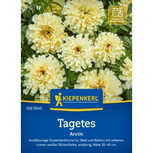 Kiepenkerl Saatgut Tagetes Arctic mit cremeweißen Blüten.