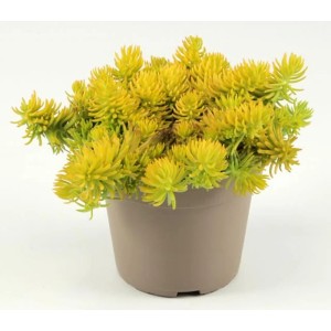 Gelbe Grow by OBI Fetthenne (Sedum) im Topf, ca. 15 cm Ø. Pflegeleichte Staude für Steingärten.