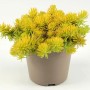 Gelbe Grow by OBI Fetthenne (Sedum) im Topf, ca. 15 cm Ø. Pflegeleichte Staude für Steingärten.