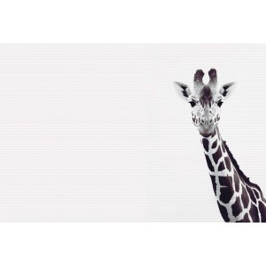 Fototapete Giraffe Schwarz Weiß 4,00 m x 2,70 m FSC®
