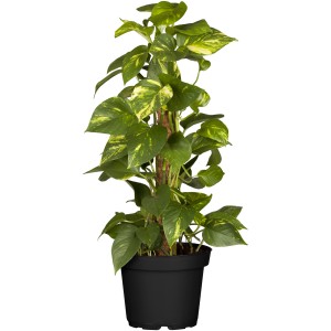 Goldene Efeutute (Epipremnum aureum) im Topf, grüne Blätter mit gelber Panaschierung.