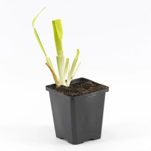 Schwertlilie 'Ann Chowning' im Topf, ca. 45cm hoch, geeignet für Teichufer.