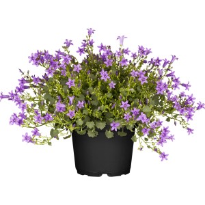 Hängepolster-Glockenblume im Topf, lila Blüten, grüne Blätter. GROW by OBI Hängepflanze.