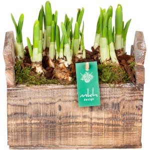 Gelbe Narzissen im Holzgefäß, Frühlingsarrangement für Balkon und Terrasse, Topf ca. 20cm.